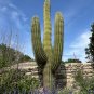 Saguaro Cactus 25 Seeds Carnegiea gigantea