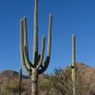 Saguaro Cactus 25 Seeds Carnegiea gigantea