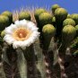 Saguaro Cactus 25 Seeds Carnegiea gigantea