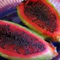 Saguaro Cactus 25 Seeds Carnegiea gigantea