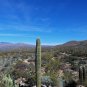 Saguaro Cactus 25 Seeds Carnegiea gigantea