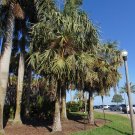 Carnauba Wax Palm Copernicia cerifera 20 Seeds