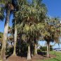 Carnauba Wax Palm Copernicia cerifera 20 Seeds