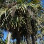 Carnauba Wax Palm Copernicia cerifera 20 Seeds