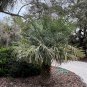 Carnauba Wax Palm Copernicia cerifera 20 Seeds