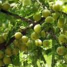 Indian Gooseberry  20 Seeds  Phyllanthus emblica
