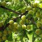 Indian Gooseberry 20 Seeds Phyllanthus emblica