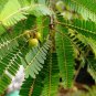 Indian Gooseberry 20 Seeds Phyllanthus emblica