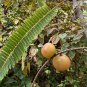 Indian Gooseberry 20 Seeds Phyllanthus emblica