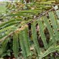 Indian Gooseberry 20 Seeds Phyllanthus emblica