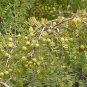 Indian Gooseberry 20 Seeds Phyllanthus emblica