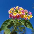 Pink Lantana Shrub Verbena Lantana camara 100 Seeds