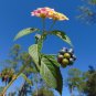 Pink Lantana Shrub Verbena Lantana camara 100 Seeds