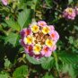 Pink Lantana Shrub Verbena Lantana camara 100 Seeds