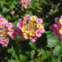 Pink Lantana Shrub Verbena Lantana camara 100 Seeds