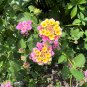 Pink Lantana Shrub Verbena Lantana camara 100 Seeds