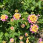 Pink Lantana Shrub Verbena Lantana camara 100 Seeds