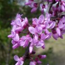 Eastern Redbud Cercis canadensis 100 Seeds