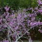 Eastern Redbud Cercis canadensis 100 Seeds