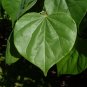 Eastern Redbud Cercis canadensis 100 Seeds