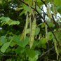 Eastern Redbud Cercis canadensis 100 Seeds