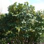 Eastern Redbud Cercis canadensis 100 Seeds