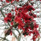 Red Silk Cotton Tree Bombax ceiba 100 Seeds