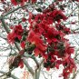 Red Silk Cotton Tree Bombax ceiba 100 Seeds