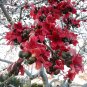 Red Silk Cotton Tree Bombax ceiba 100 Seeds