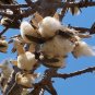 Red Silk Cotton Tree Bombax ceiba 100 Seeds