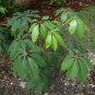 Red Silk Cotton Tree Bombax ceiba 100 Seeds