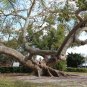 Red Silk Cotton Tree Bombax ceiba 100 Seeds