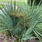 Dwarf Palmetto  Sabal minor 20 Seeds