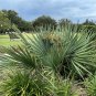 Dwarf Palmetto Sabal minor 20 Seeds