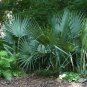 Dwarf Palmetto Sabal minor 20 Seeds