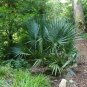 Dwarf Palmetto Sabal minor 20 Seeds