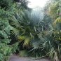 Dwarf Palmetto Sabal minor 20 Seeds