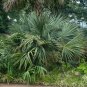 Dwarf Palmetto Sabal minor 20 Seeds