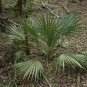 Dwarf Palmetto Sabal minor 20 Seeds