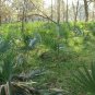 Dwarf Palmetto Sabal minor 20 Seeds