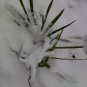 Dwarf Palmetto Sabal minor 20 Seeds
