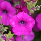 Wild Petunia Petunia integrifolia 2000 Seeds Wild Petunia Petunia integrifolia 2000 Seeds
