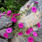 Wild Petunia Petunia integrifolia 2000 Seeds