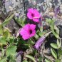 Wild Petunia Petunia integrifolia 2000 Seeds