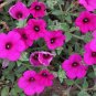 Wild Petunia Petunia integrifolia 2000 Seeds