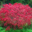 Burning Bush Euonymus alatus 100 Seeds