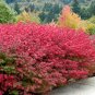 Burning Bush Euonymus alatus 100 Seeds