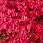 Burning Bush Euonymus alatus 100 Seeds