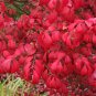 Burning Bush Euonymus alatus 100 Seeds