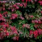 Burning Bush Euonymus alatus 100 Seeds
